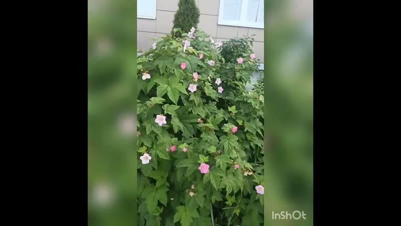 И опять клумбы и маки, и
