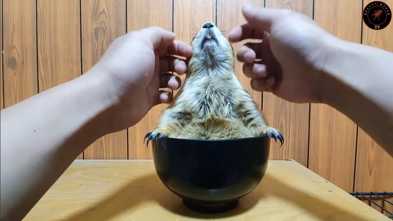 Massage skills to trim prairie dog